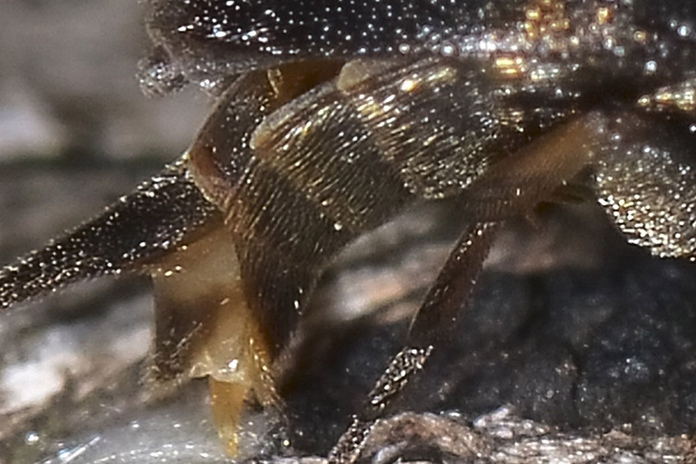 Mordellidae: Mordellistena humeralis? No, M. variegata